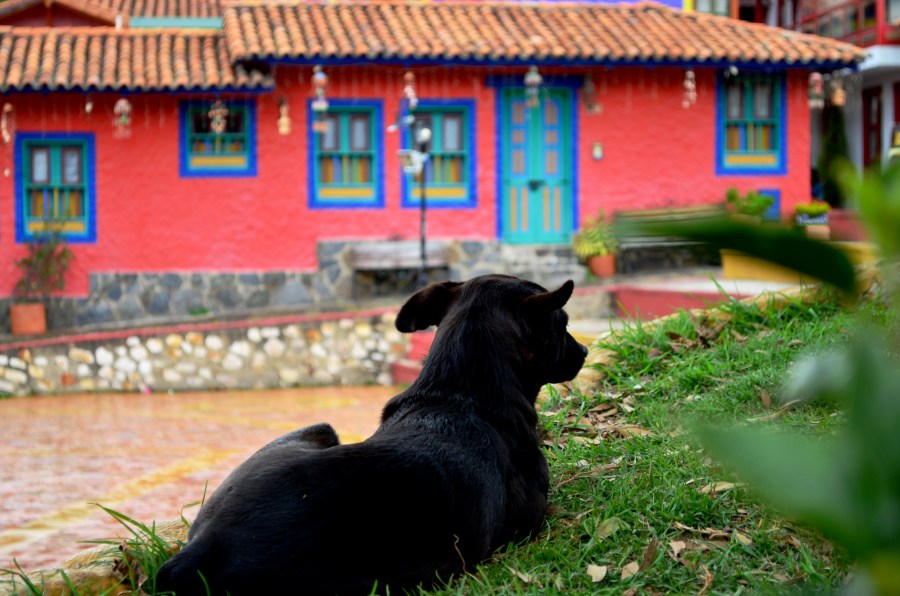 pueblito_boyacense_violetavaalviaje_violeta_vaal_perro